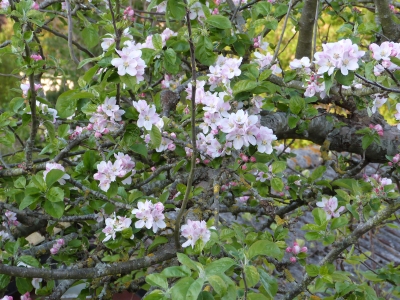 appleblossom1
