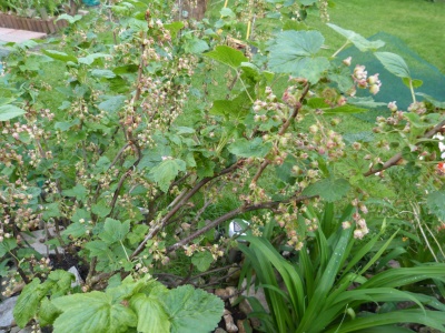 Looks like we'll have a good crop of blackcurrants!