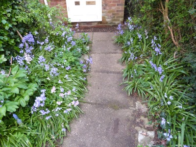 Up the garden path! Spanish bluebells running riot.