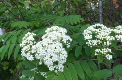 Rowan blossom out front